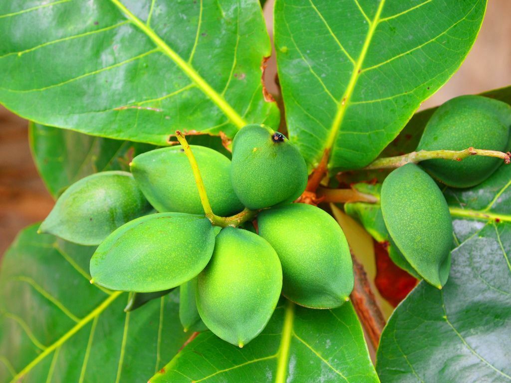 Almond_Tropical_Live_Tree_fruit_Terminalia_Catappa_rare_exotic_1